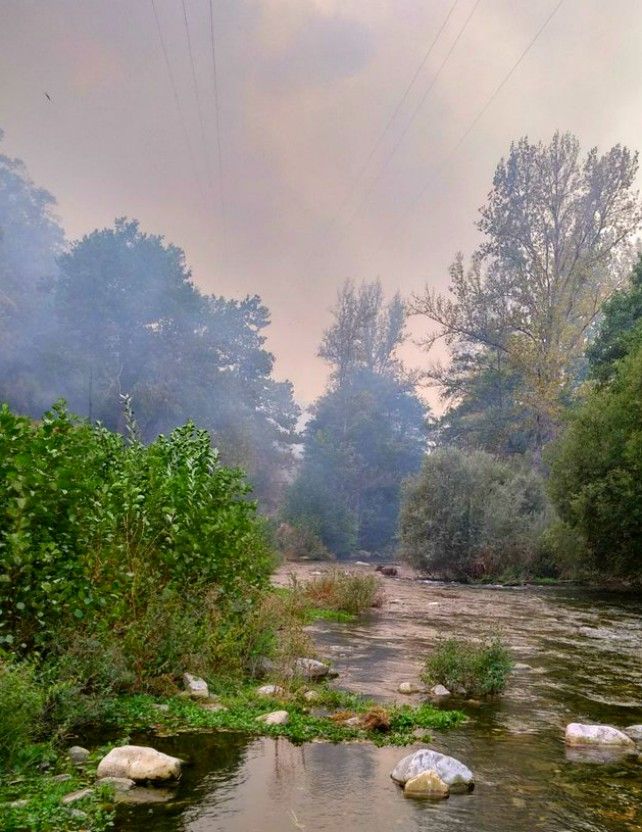 Un animal cruza el río intentando huir de las llamas una vez destruido su hábitat. / @briftabuyo