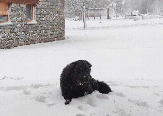 Una mascota disfrutando  de la nieve en Busdongo. / D.M.